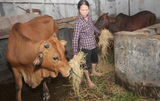 Vĩnh Phúc: Đồng bào dân tộc thiểu số  vươn lên thoát nghèo