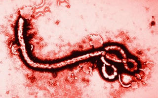 Giám sát chặt, ngăn chặn dịch Ebola xâm nhập