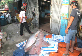 Cá tra khủng nặng 200 kg gây chú ý tại An Giang