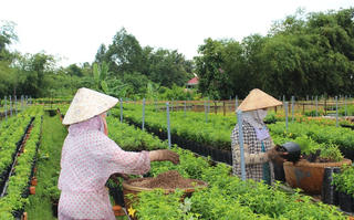 Phân bón tăng giá chóng mặt, nông dân gặp khó