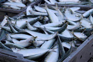 Ngư dân các tỉnh miền Trung được mùa cá trích, cá cơm