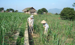 Bao giờ đường ngọt?