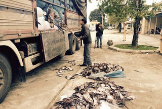 Hơn 20 tấn khô mực thối chuẩn bị ra nhà hàng Hà Nội