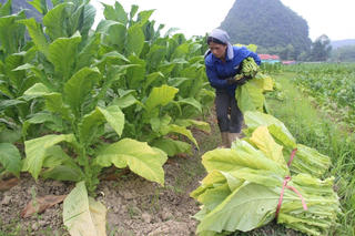 Điểm sáng tái cơ cấu nông nghiệp
