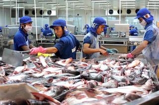 Cá tra vẫn gặp khó