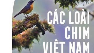 Ra mắt cuốn sách ảnh tư liệu hoàn thiện về các loài chim của Việt Nam