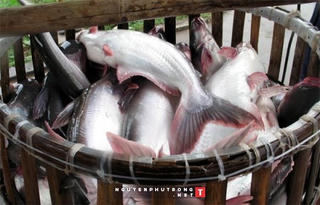 Mở đường cho cá tra, cá ba sa vào thị trường Mỹ