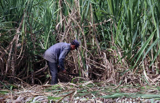 Mía đường vượt khó khăn kép