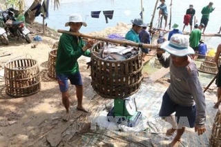 Ngư dân Thanh Hóa trúng vụ cá trích