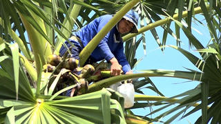 Ngọt ngào thốt nốt