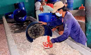 Hạn mặn -  tôm khan hiếm