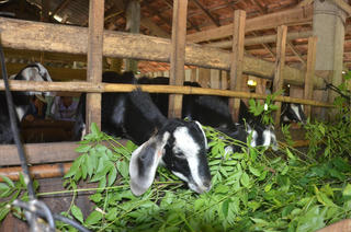 Sơn Tịnh (Quảng Ngãi): Hiệu quả từ mô hình chăn nuôi dê lai bách thảo