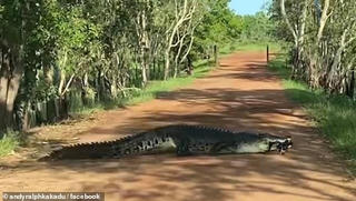 Cá sấu dài gần 4 m 'thản nhiên' băng qua đường