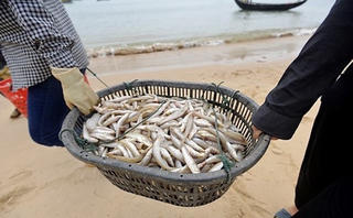 3 Bộ công bố mức độ an toàn môi trường biển miền Trung: Chưa ăn được tôm, cua, cá tầng đáy