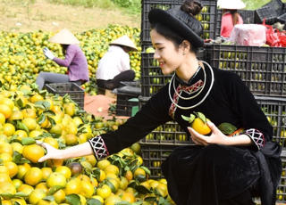 Ở nơi bắt đất nhả vàng