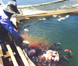 Nuôi cá gây ô nhiễm dòng sông: Dân kêu cứu, chính quyền thờ ơ