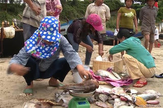 Quảng Trị: Cá chết tràn ngập bờ biển