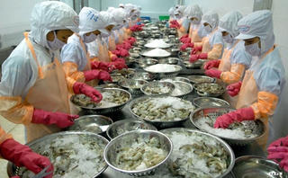 Doanh nghiệp ngành tôm: Nguy cơ mất tiền tỷ