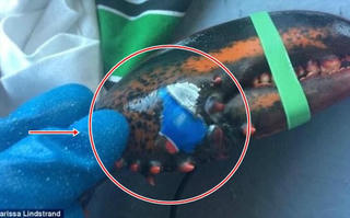 Kỳ lạ tôm hùm có... hình xăm