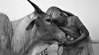 Nước tiểu bò chứa vàng và thuốc chữa bệnh