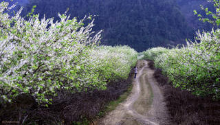 Mỗi người dân Mộc Châu là một đại sứ du lịch