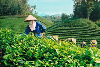 Nâng giá trị chè Thái Nguyên