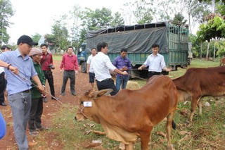 Bình Phước: Tặng bò cho hộ nghèo