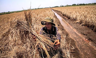 Đồng bằng sông Cửu Long: Kiệt quệ vì hạn, mặn
