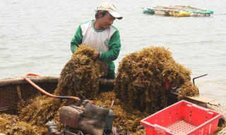 Quảng Ngãi: Lại rầm rộ khai thác rong mơ