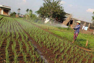 Sản xuất hành lá VietGAP ở Thừa Thiên - Huế: Thu nhập cao hơn so với trồng lúa