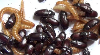 Ăn bọ sống mỗi ngày để chống ung thư