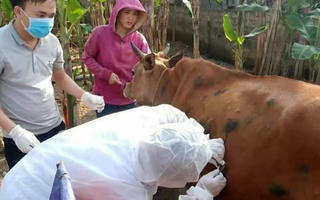 Bệnh viêm da nổi cục trên trâu bò: Kiểm soát dịch bằng cách ly