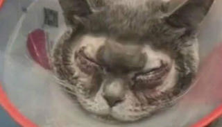 Chi 1.500 USD để... phẫu thuật cắt mí mắt cho mèo