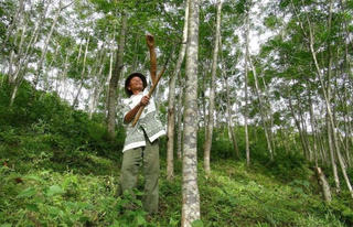 Người xóa nghèo từ rừng