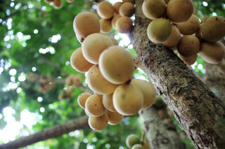Được mùa lòn bon xứ Tiên