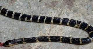 Xót xa cô gái trẻ bị rắn cạp nia cắn tử vong khi đang ngủ