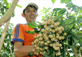 Bấp bênh ở vựa trái cây - Bài 1: Nơm nớp mùa thu hoạch