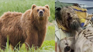 Thực hư câu chuyện người đàn ông nhìn như xác ướp, bị gấu tấn công
