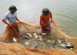 Nuôi cá rô phi xuất khẩu