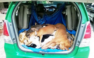 Đi taxi trộm chó, 3 bị cáo lãnh án tù