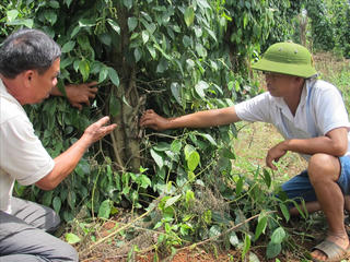 Thiệt hại hàng trăm triệu đồng vì bị kẻ gian chặt phá 210 trụ tiêu