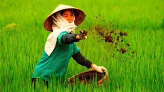 Đẩy mạnh việc sử dụng phân bón hữu cơ