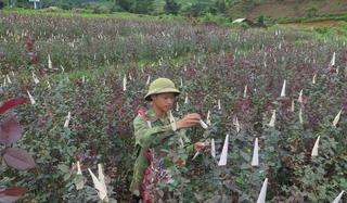 Đào tạo nghề cho lao động nông thôn ở Lai Châu
