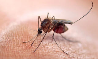 Cảnh báo về 'cuộc xâm lăng' của loài muỗi mang bệnh