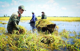 Long An: Bộ đội giúp dân gặt lúa chạy lũ