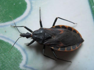 Bé gái 12 tuổi bị sốc phản vệ vì bị 'bọ xít hút máu người' đốt