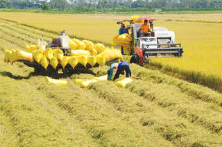 Đảm bảo nguồn cung lương thực