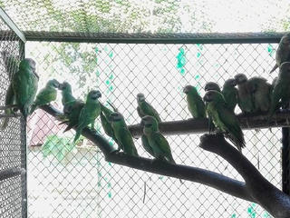 Quảng Bình: Cứu hộ 40 con vẹt ngực đỏ và 1 con cu li quý hiếm