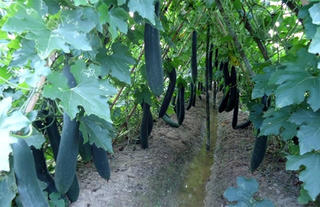 Tin vui cho người Hà Nam