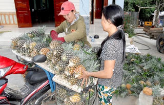 Thoát nghèo từ cây dứa